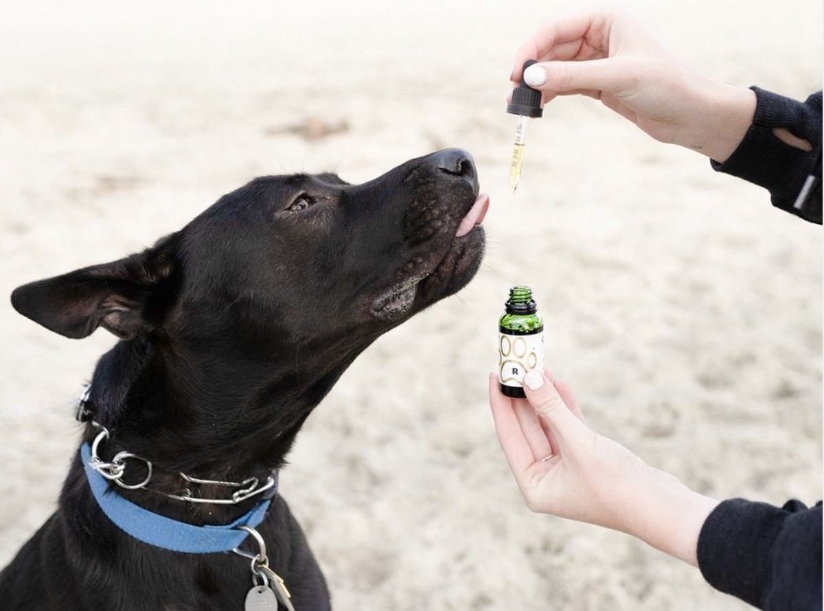 PAWS CBD Oil For Pets Bundle Clean Remedies