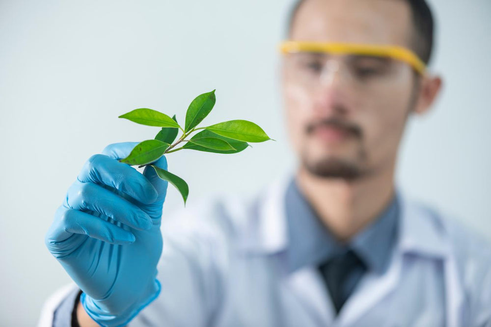 What Is CBG Vs CBD