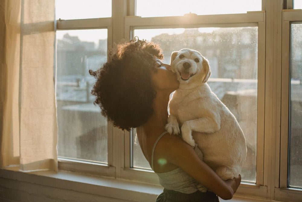 What Is The Best CBD Oil For Dogs