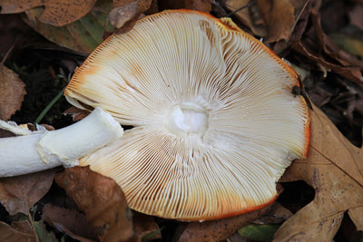 What Happens If I Eat Amanita Muscaria?