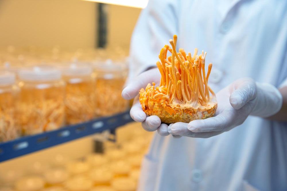 Best Time To Take Cordyceps