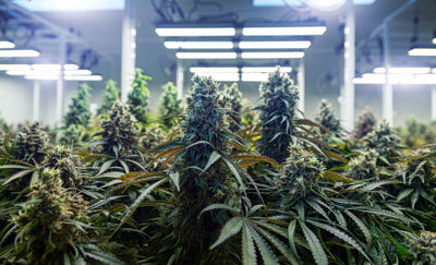 Can You Grow Weed in the Winter? Everything You Need to Know