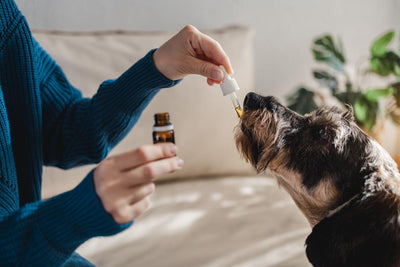 CBD Oil For Dogs: What You Need To Know