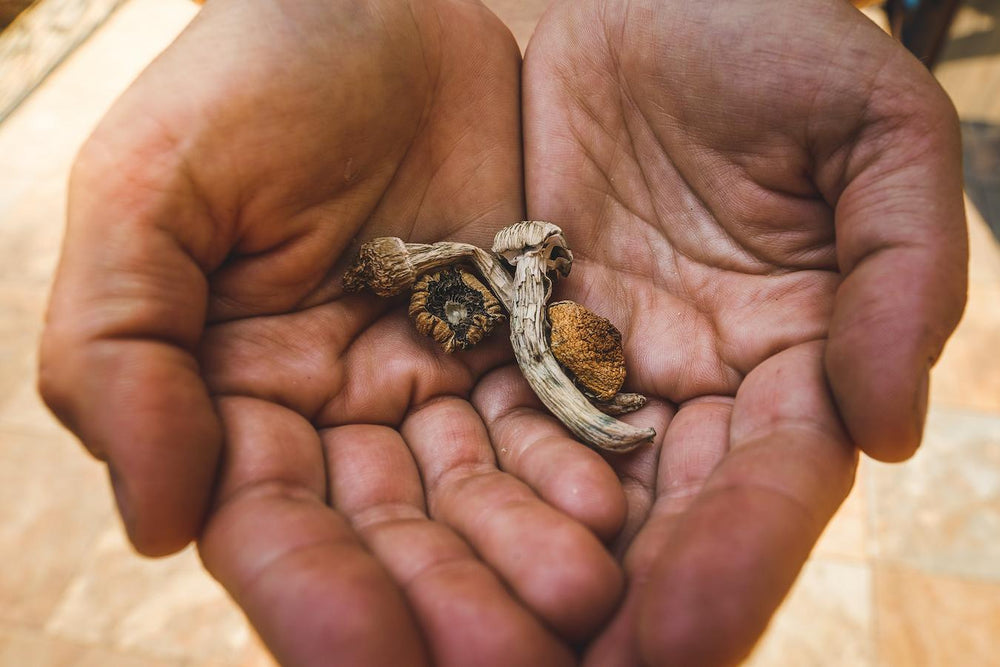 Do Shrooms Expire