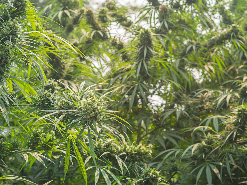 Does Thc Percentage Matter