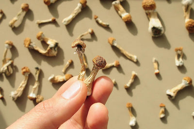 How Long Does It Take For Shrooms To Kick In?