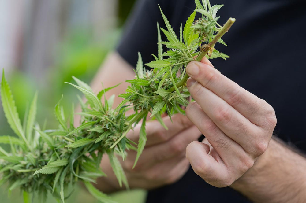 How Much Cbd Oil From One Plant
