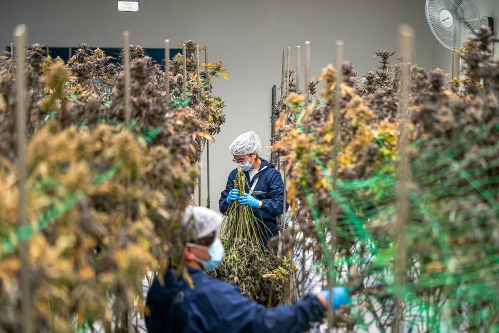 How To Identify A Hemp Plant