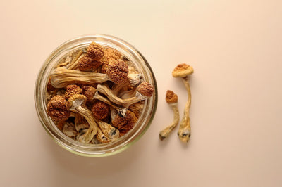 Do Shrooms Go Bad? How To Store Magic Mushrooms