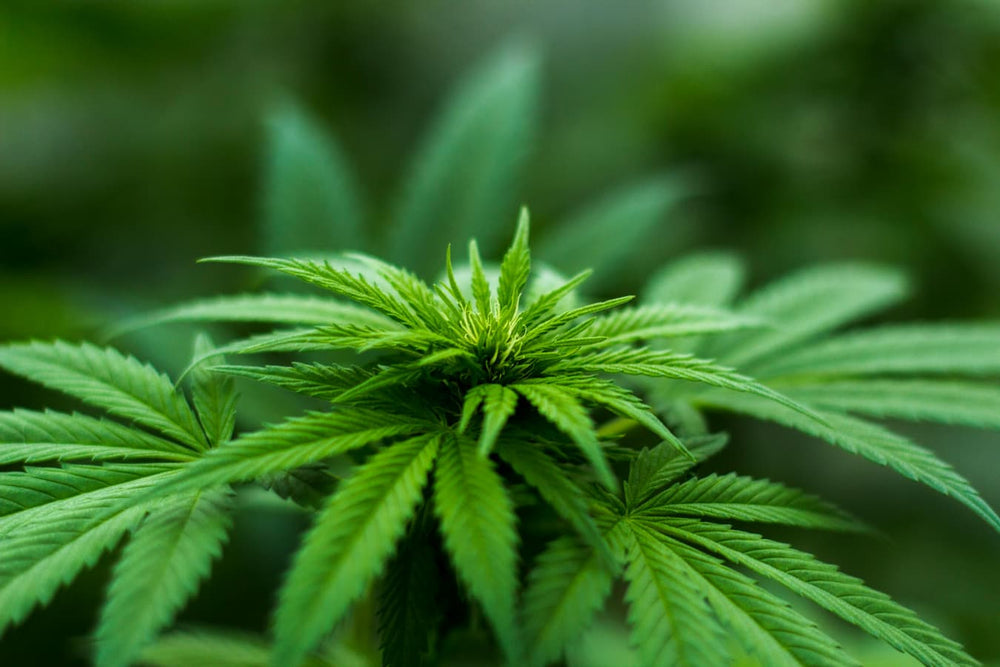 How To Use Cbd Oil For Anxiety