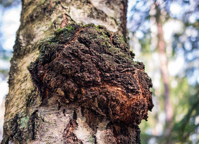 Is Chaga Mushroom Psychedelic? Know the Fact