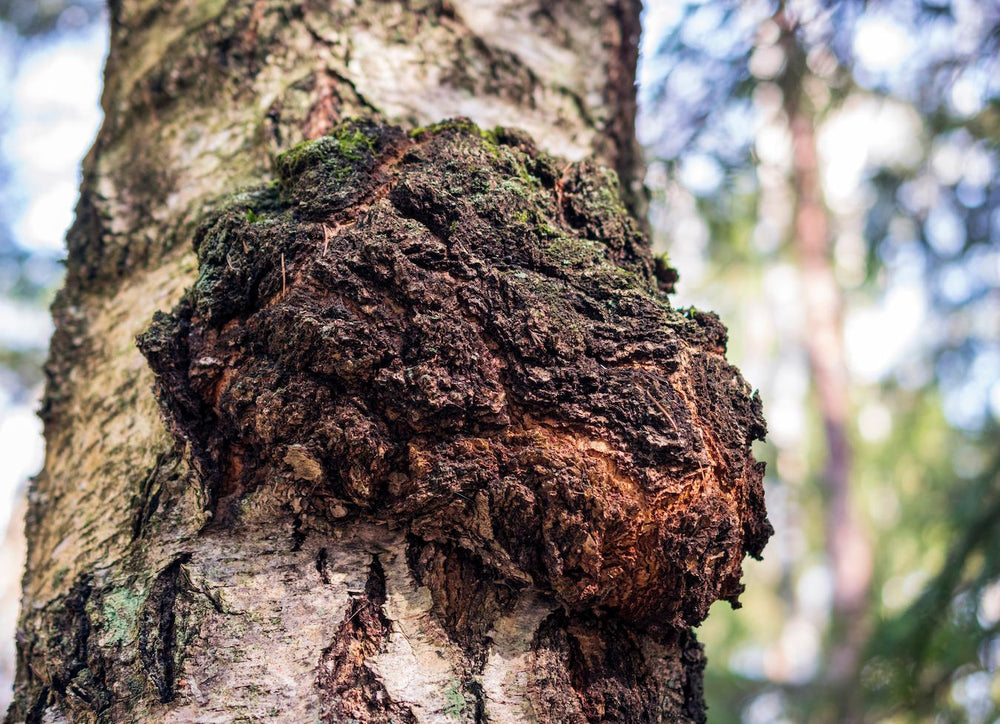 Is Chaga Mushroom Psychedelic