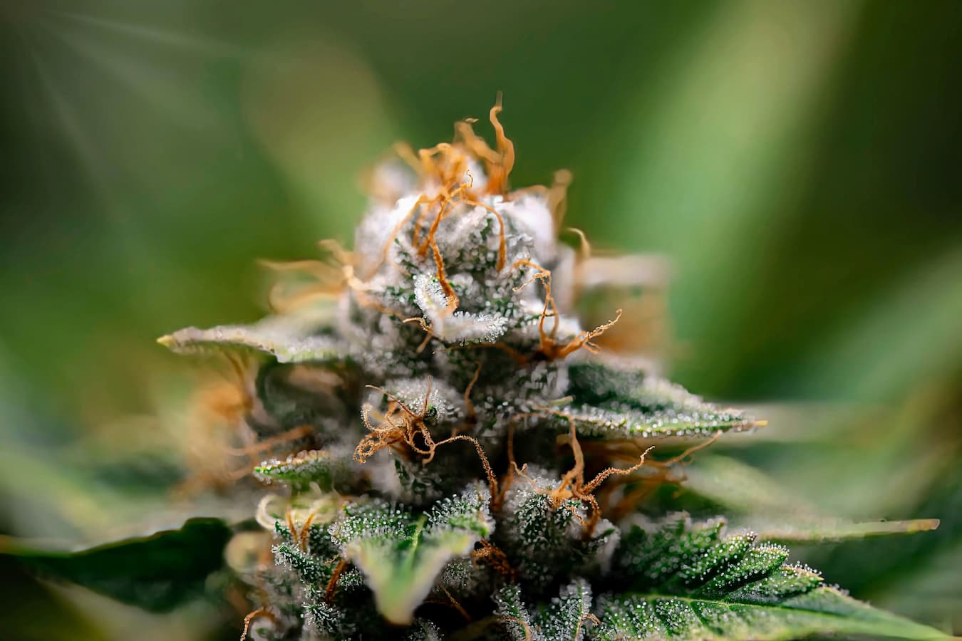 Is THCA Flower the Same as Cannabis? – Clean Remedies