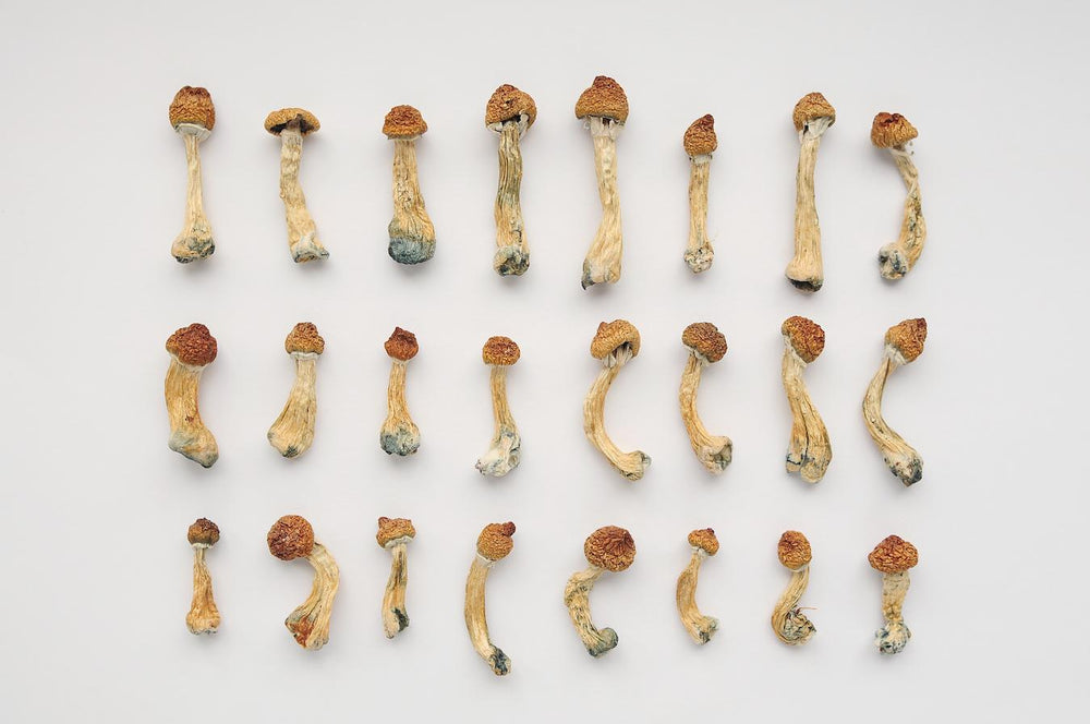 Muscimol Vs Psilocybin