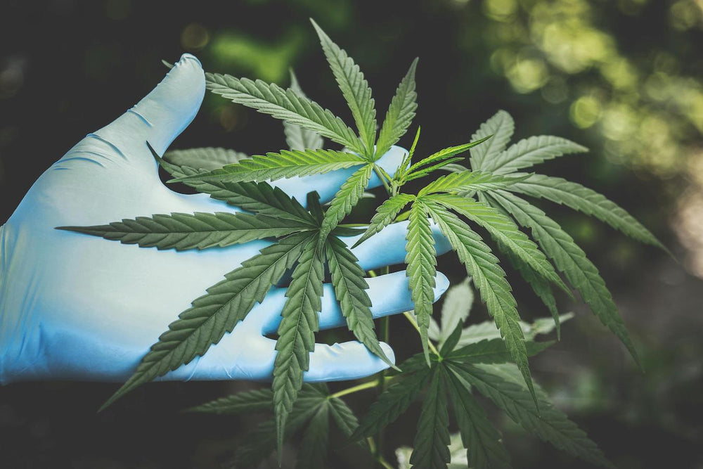 Thca Vs Thc Which Is Stronger