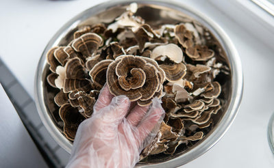 What Are Functional Mushrooms?