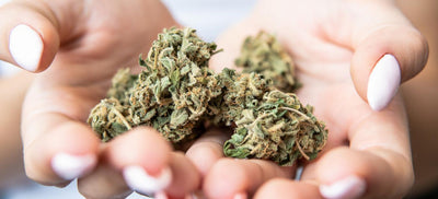 Cannabis Terpenes: What They Are & How They Work