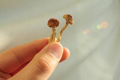 What Are Shrooms And How Can They Make You Feel?