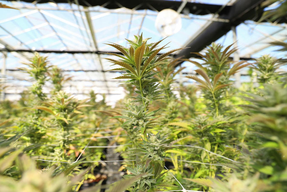 What Is A High Thc Percentage In Flower