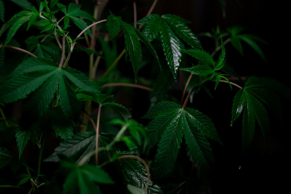 What Terpenes Are Good For Anxiety
