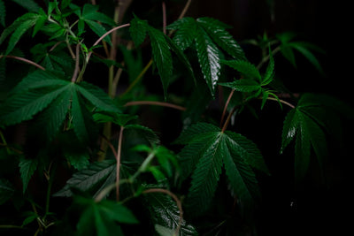The 5 Best Cannabis Terpenes for Anxiety