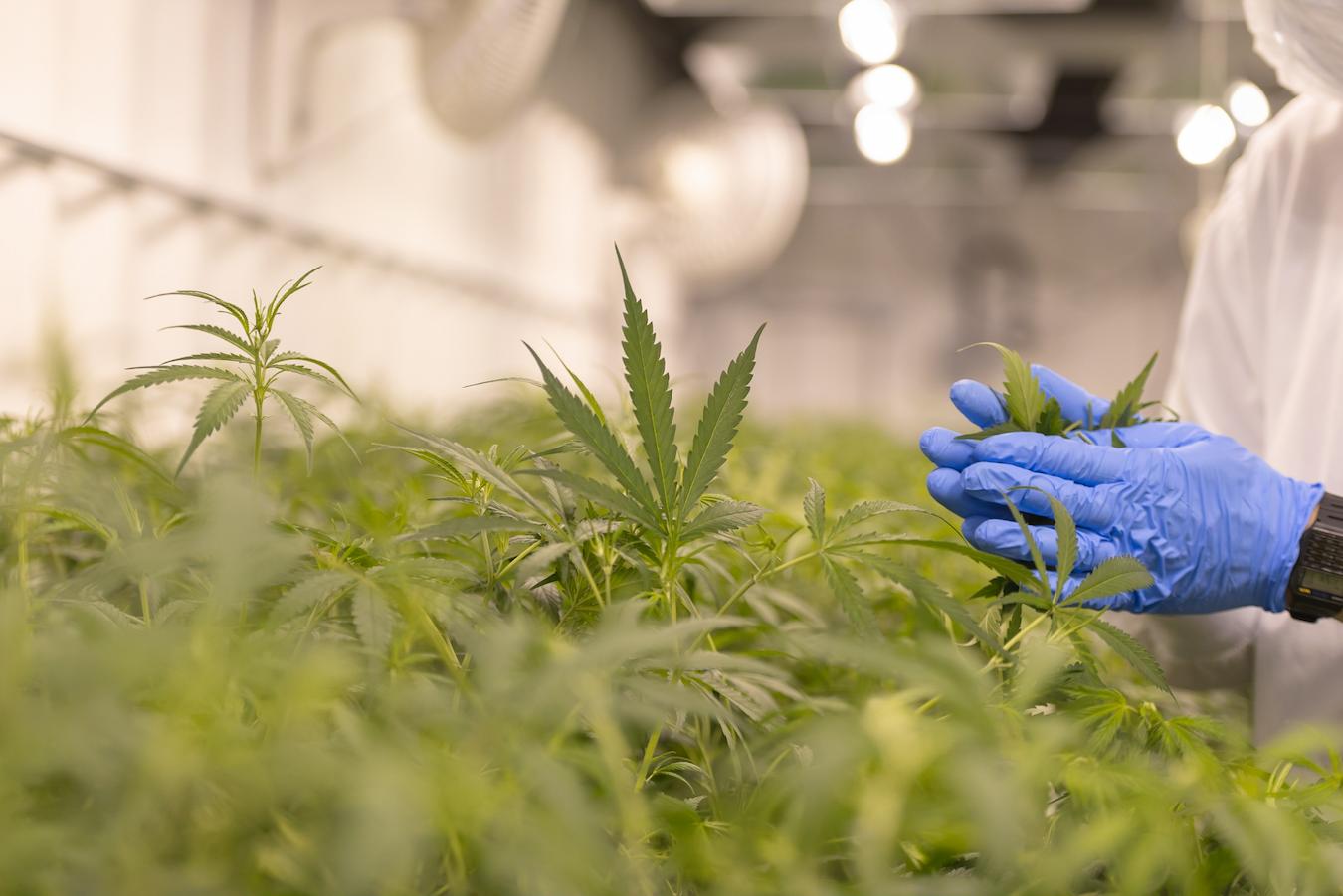 When Is The Best Time To Harvest Cannabis?  Clean Remedies